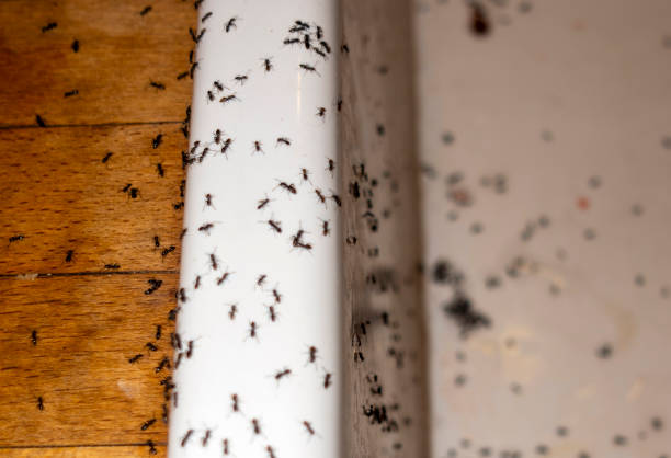 Best Pest Control for Homes  in Clymer, PA